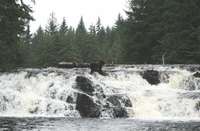 Black bear at salmon stream